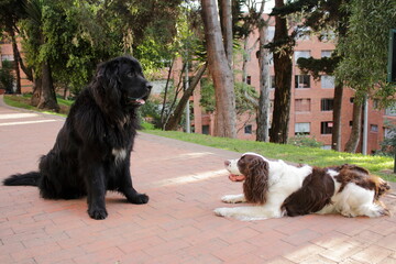 newfoundland and springer spaniel dog friends