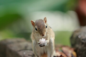 Beautiful squirrel eating foods close up picture