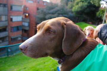 portrait of a dog © Mariana
