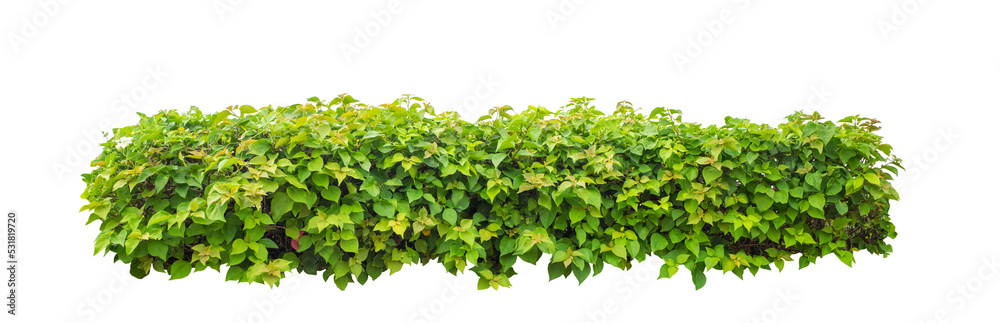 Leinwandbilder Shrubs isolated on transparent background with clipping path and alpha channel