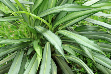 Attractive long leaves plant in green color