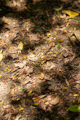 autumn in the forest
