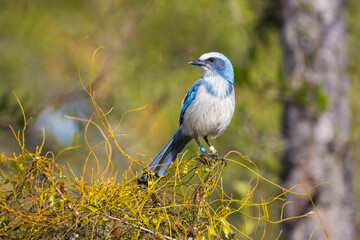 Florida Scrub Jay Hopping in the Scrub