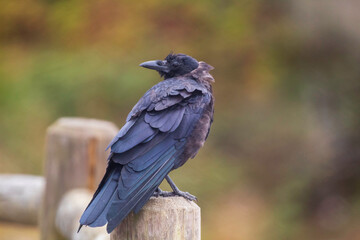 A crow standing on a fence