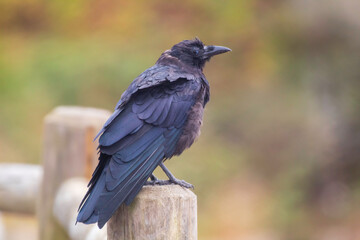 A crow standing on a fence