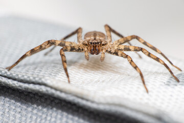 Flat Spider Large and Brown
