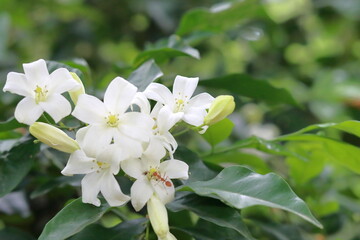 Obraz premium Beautiful white flower isolated on nature background. Acteria flower