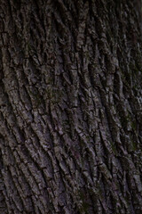 bark of a tree