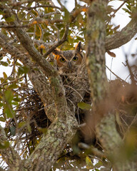 Great Horned Owl inside an autumn tree