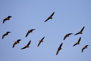 Flock of ducks in a clear blue sky