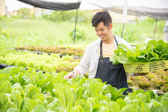 Agriculture business concept, young farmer man holding basket of vegetables in hydroponic farm with smile. Business small concept