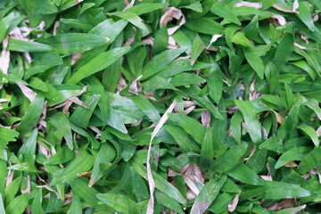 Beautiful greenish grass on closeup picture