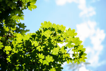 green leaves against blue sky
