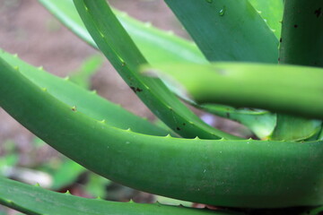Close up Aloe Vera leaves. Beautiful large aloe vera leaves