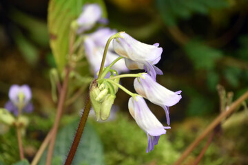 プリムリナ・アトログランデュロサ