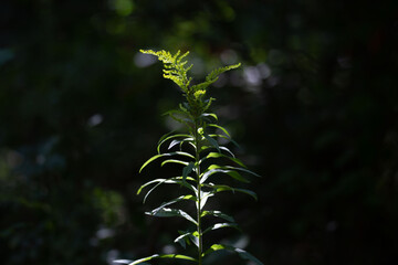 Plant glowing in sunlight