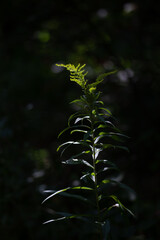 Sunlight glowing plant