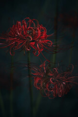 Lycoris radiata,
cluster‐amaryllis,red spider lily,in my garden.