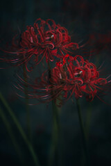 Lycoris radiata,
cluster‐amaryllis,red spider lily,in my garden.