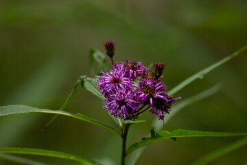 Ironweed Flower