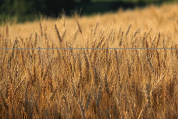 黄金色の麦の穂
