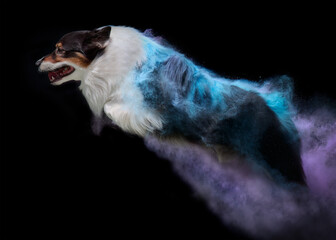 Holi Powder Shoot with Dog Jumping