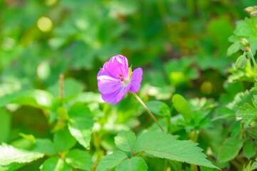 Small Pink Purple Geranium