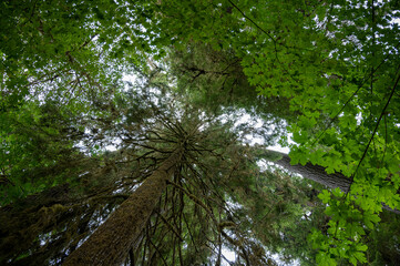 Upward view of Hoh Rain Forest canopy in Olympic National Park, Washington.