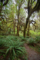 Fototapeta premium Ferns and moss covered trees of Hoh Rain Forest in Olympic National Park, Washington on overcast autumn morning.