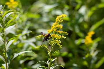 Goldenrod Flowers with Bumble Bee