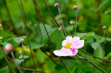 Anemone (Japanese Thimbleweed) in the Garden