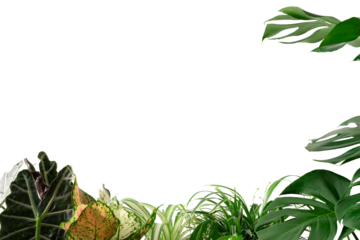 Green leaves of tropical plants frame border, Isolated on white background