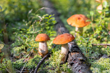 A forest edible brown boletus mushroom growing in a natural background. Karelia