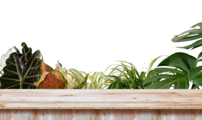 Wooden table top product display podium with nature green leaves ornamental plants, Isolated on white background