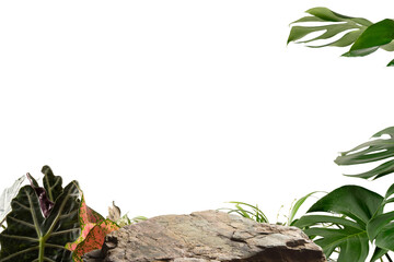 Stone product display podium with nature green leaves ornamental plants, Isolated on white...