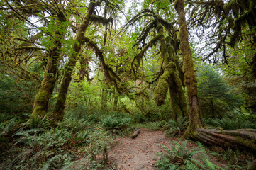 Ferns and moss covered trees of Hoh Rain Forest in Olympic National Park, Washington on overcast autumn morning.