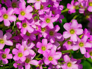 Close up shot of Oxalis articulata blossom