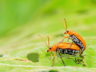 Close up shot of pumpkin beetles mating