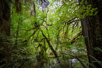 Ferns and moss covered trees of Hoh Rain Forest in Olympic National Park, Washington on overcast autumn morning.