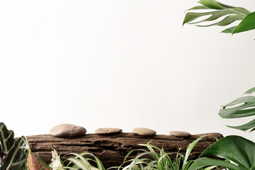 Stone product display podium on old log with nature leaves ornamental plant