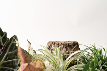 Wooden product display podium with nature leaves ornamental plant