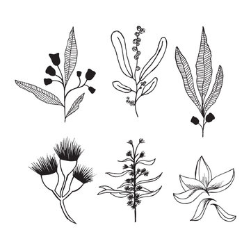 Australiana Flora Illustrations