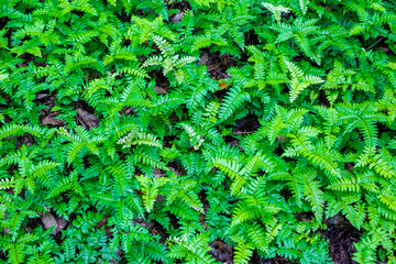 A common botanical gardens,Green leaf.