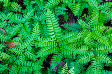 A common botanical gardens,Green leaf.