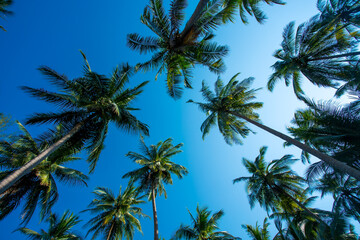 Naklejka na ściany i meble Coconut palm trees as natural ,background,