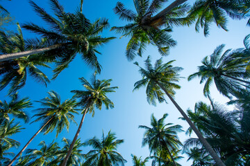 palm coconat trees and blue sky