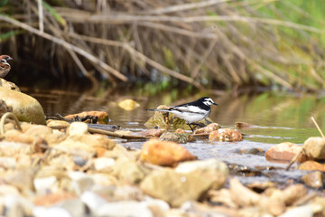 水溜まりのハクセキレイ