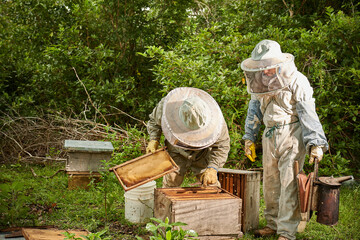 dos apicultores con traje especial abriendo colmena de abejas en campo abierto