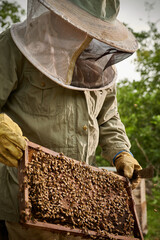primer plano de un apicultor sosteneindo marco lleno de abejas 