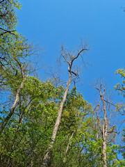 Tree branches and sky seen from low angle